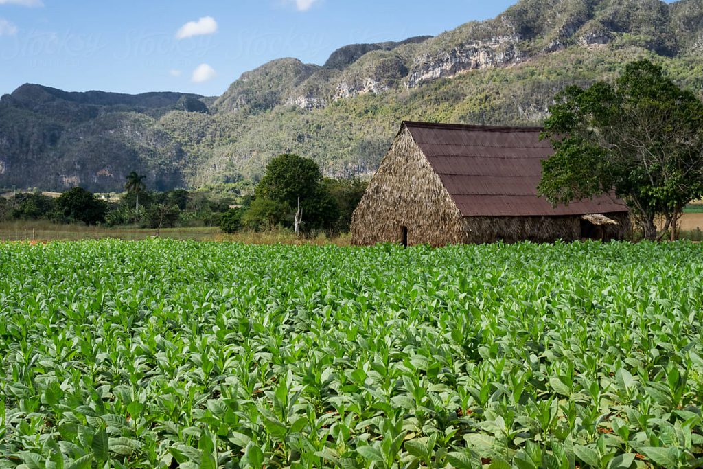 Cánh đồng xì gà tại Cuba thời điểm trước khi cơn bão xảy ra